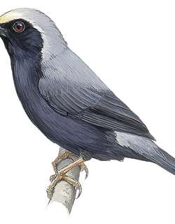 淡额黑雀 / Pale-fronted Nigrita / Nigrita luteifrons