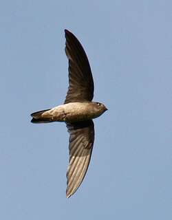 大金丝燕 / Black-nest Swiftlet / Aerodramus maximus