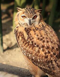 荒漠雕鸮 / Pharaoh Eagle-Owl / Bubo ascalaphus