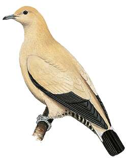 淡黄皇鸠 / Yellowish Imperial Pigeon / Ducula subflavescens