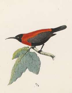 红领摄蜜鸟 / Red-collared Myzomela / Myzomela rosenbergii