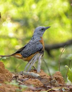 安哥拉矶鸫 / Miombo Rock Thrush / Monticola angolensis