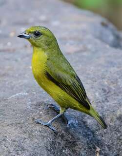 黄冠歌雀 / Yellow-crowned Euphonia / Euphonia luteicapilla