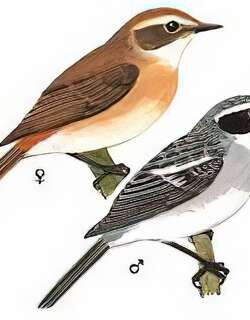 灰林鵖 / Grey Bushchat