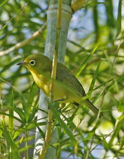 红树绣眼鸟 / Lemon-bellied White-eye / Zosterops chloris