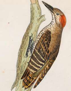 小灰啄木鸟 / Little Grey Woodpecker / Dendropicos elachus