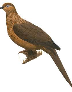 大鹃鸠 / Timor Cuckoo-Dove / Macropygia magna