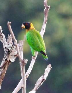 盖加鹦哥 / Caica Parrot / Pyrilia caica