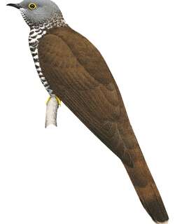 苏拉鹰鹃 / Sulawesi Cuckoo / Cuculus crassirostris