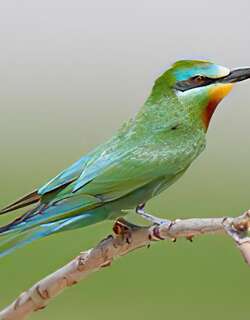 蓝颊蜂虎 / Blue-cheeked Bee-eater / Merops persicus