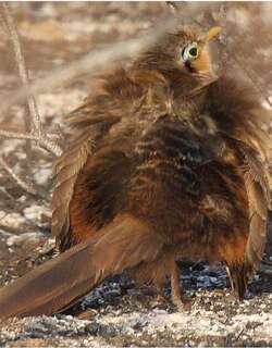 小地鹃 / Lesser Ground Cuckoo / Morococcyx erythropygus
