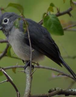 白眼黑鹟 / White-eyed Slaty Flycatcher / Melaenornis fischeri