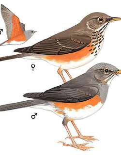 灰背鸫 / Grey-backed Thrush / Turdus hortulorum