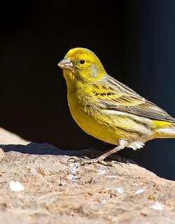金丝雀 / Atlantic Canary / Serinus canaria