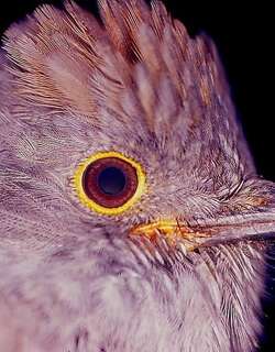 栗顶伞鸟 / Chestnut-capped Piha / Lipaugus weberi