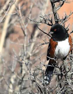 斑唧鹀 / Spotted Towhee / Pipilo maculatus