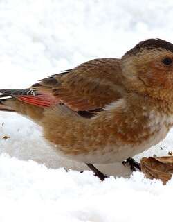 非洲红翅沙雀 / African Crimson-winged Finch / Rhodopechys alienus