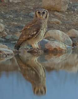 黄雕鸮 / Verreaux’s Eagle-Owl / Bubo lacteus