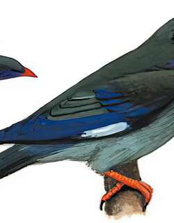 三宝鸟 / Oriental Dollarbird / Eurystomus orientalis
