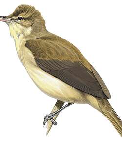 曼岛苇莺 / Mangareva Reed Warbler / Acrocephalus astrolabii
