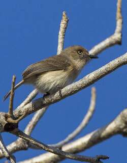 阿氏牛顿莺 / Archbold’s Newtonia / Newtonia archboldi