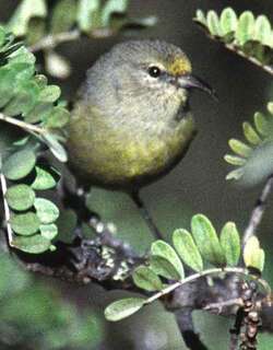 瓦岛绿雀 / Oahu Amakihi / Chlorodrepanis flava