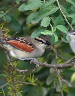 褐冠红翅鵙 / Brown-crowned Tchagra / Tchagra australis