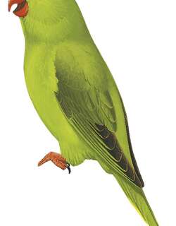 蓝额鹦鹉 / Blue-fronted Lorikeet / Charmosyna toxopei