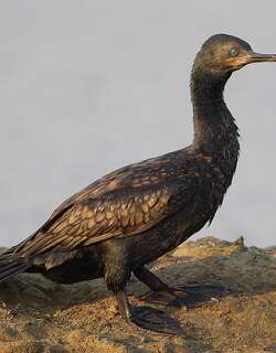印度鸬鹚 / Indian Cormorant / Phalacrocorax fuscicollis