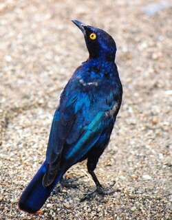 红肩辉椋鸟 / Cape Starling / Lamprotornis nitens