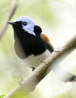 娇美细尾鹩莺 / Lovely Fairywren / Malurus amabilis