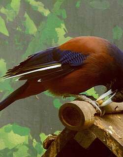 琉球松鸦 / Lidth’s Jay / Garrulus lidthi