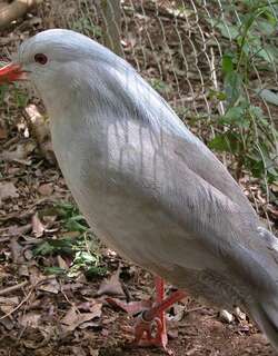 鹭鹤 / Kagu / Rhynochetos jubatus