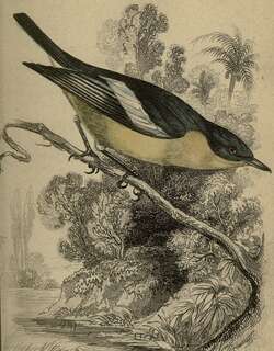 黄腹丛莺 / Yellow-bellied Hyliota / Hyliota flavigaster