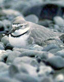 弯嘴鸻 / Wrybill / Anarhynchus frontalis