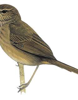 戈岛薮莺 / Grand Comoro Brush Warbler / Nesillas brevicaudata