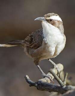 白眉弯嘴鹛 / White-browed Babbler / Pomatostomus superciliosus