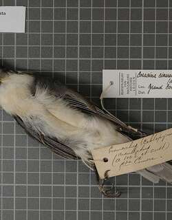 科摩罗鹃鵙 / Comoros Cuckooshrike / Ceblepyris cucullatus