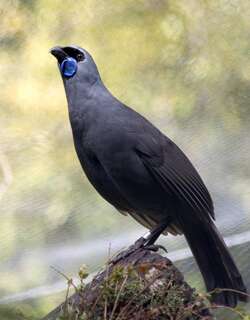 北岛垂耳鸦 / North Island Kokako / Callaeas wilsoni