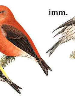 红交嘴雀 / Red Crossbill / Loxia curvirostra