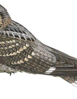米氏夜鹰 / Mees’s Nightjar / Caprimulgus meesi