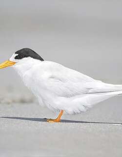 眼斑燕鸥 / Fairy Tern / Sternula nereis