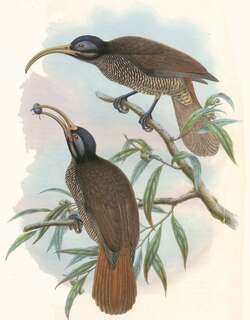 淡嘴镰嘴风鸟 / Pale-billed Sicklebill / Drepanornis bruijnii