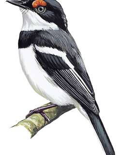 白额饰眼鹟 / White-fronted Wattle-eye / Platysteira albifrons