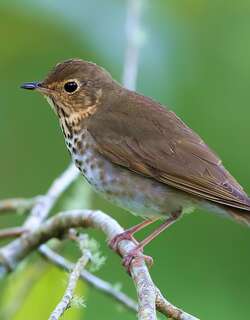 斯氏夜鸫 / Swainson’s Thrush / Catharus ustulatus