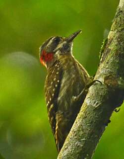 坦氏啄木鸟 / Sulawesi Pygmy Woodpecker / Yungipicus temminckii