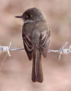 拉美绿霸鹟 / Hispaniolan Pewee / Contopus hispaniolensis