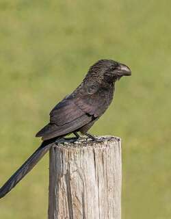 滑嘴犀鹃 / Smooth-billed Ani / Crotophaga ani