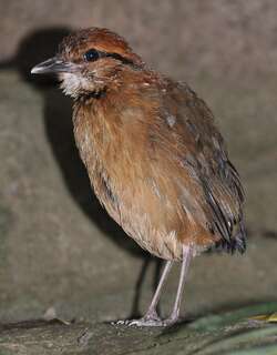 大蓝八色鸫 / Giant Pitta / Hydrornis caeruleus