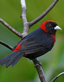 绯领厚嘴唐纳雀 / Crimson-collared Tanager / Ramphocelus sanguinolentus